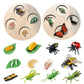 Montessori Science Education | Animal & Insect Life-Cycle Board