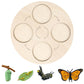 Montessori Science Education | Animal & Insect Life-Cycle Board