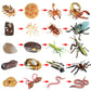 Montessori Science Education | Animal & Insect Life-Cycle Board