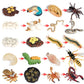 Montessori Science Education | Animal & Insect Life-Cycle Board