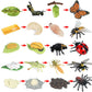 Montessori Science Education | Animal & Insect Life-Cycle Board