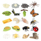 Montessori Science Education | Animal & Insect Life-Cycle Board